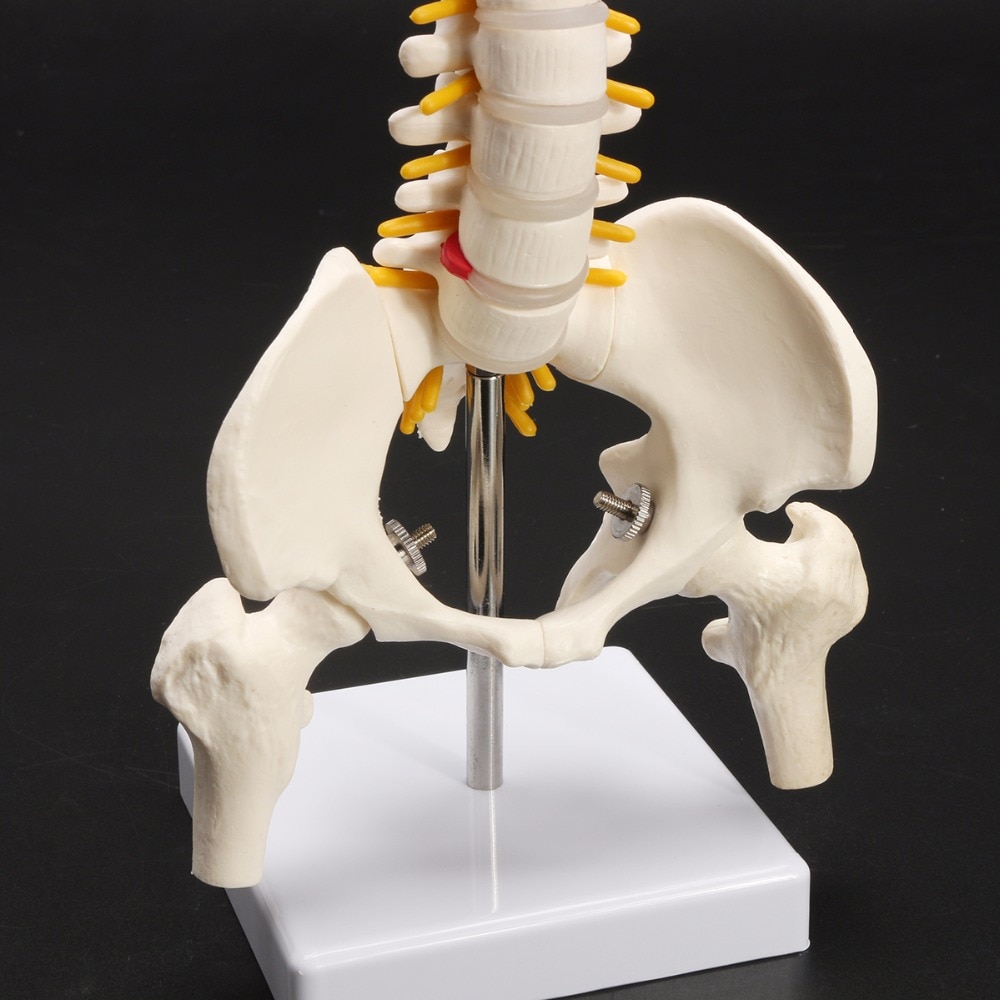 Anatomical Human Spine Model Anatomical Human Spine Model