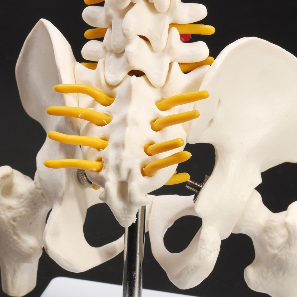 Anatomical Human Spine Model Anatomical Human Spine Model