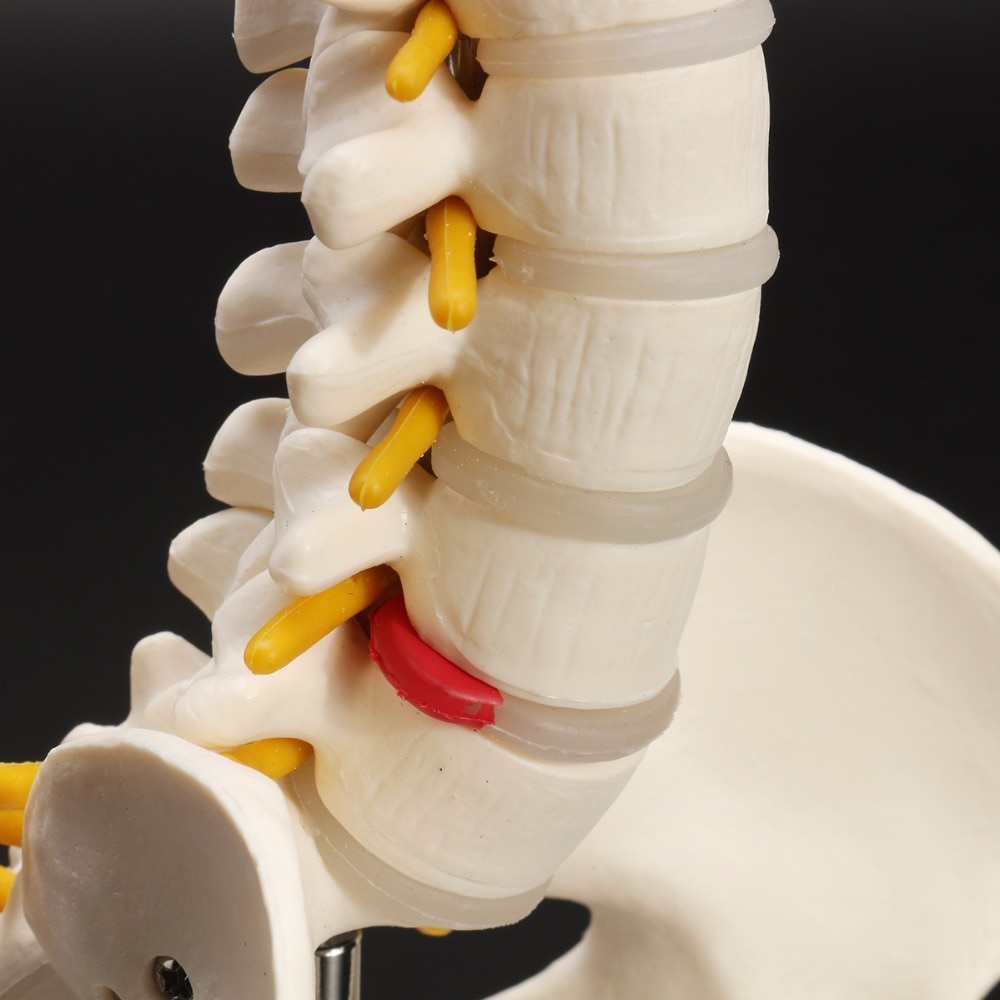 Anatomical Human Spine Model Anatomical Human Spine Model