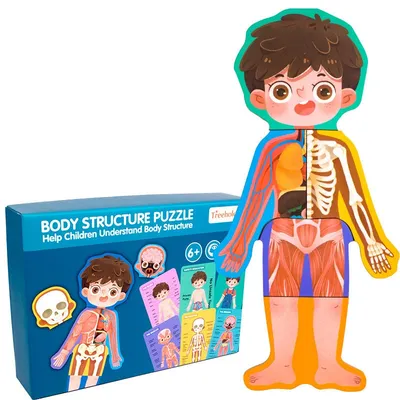 Anatomy Puzzle Educational Puzzle Anatomy Puzzle Educational Puzzle