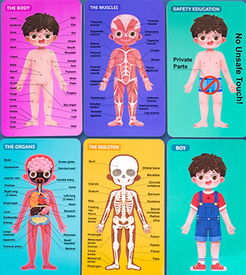 Anatomy Puzzle Educational Puzzle Anatomy Puzzle Educational Puzzle