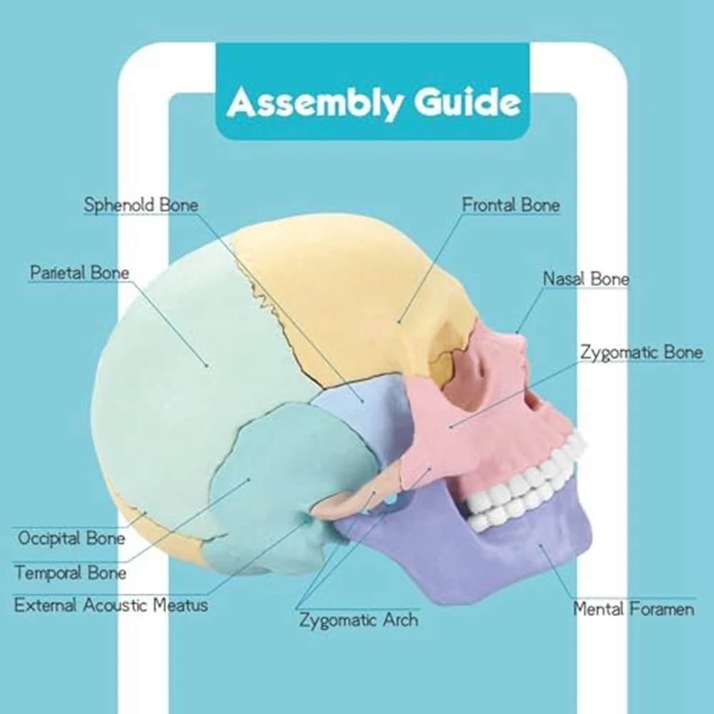 Anatomy Skull Model, Human Anatomy Skull Puzzle, Detachable Mini Human Skull Model, Clinic Teaching Anatomy Skull Model, Human Anatomy Skull Puzzle, Detachable Mini Human Skull Model, Clinic Teaching