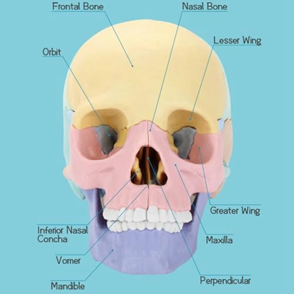 Anatomy Skull Model, Human Anatomy Skull Puzzle, Detachable Mini Human Skull Model, Clinic Teaching Anatomy Skull Model, Human Anatomy Skull Puzzle, Detachable Mini Human Skull Model, Clinic Teaching