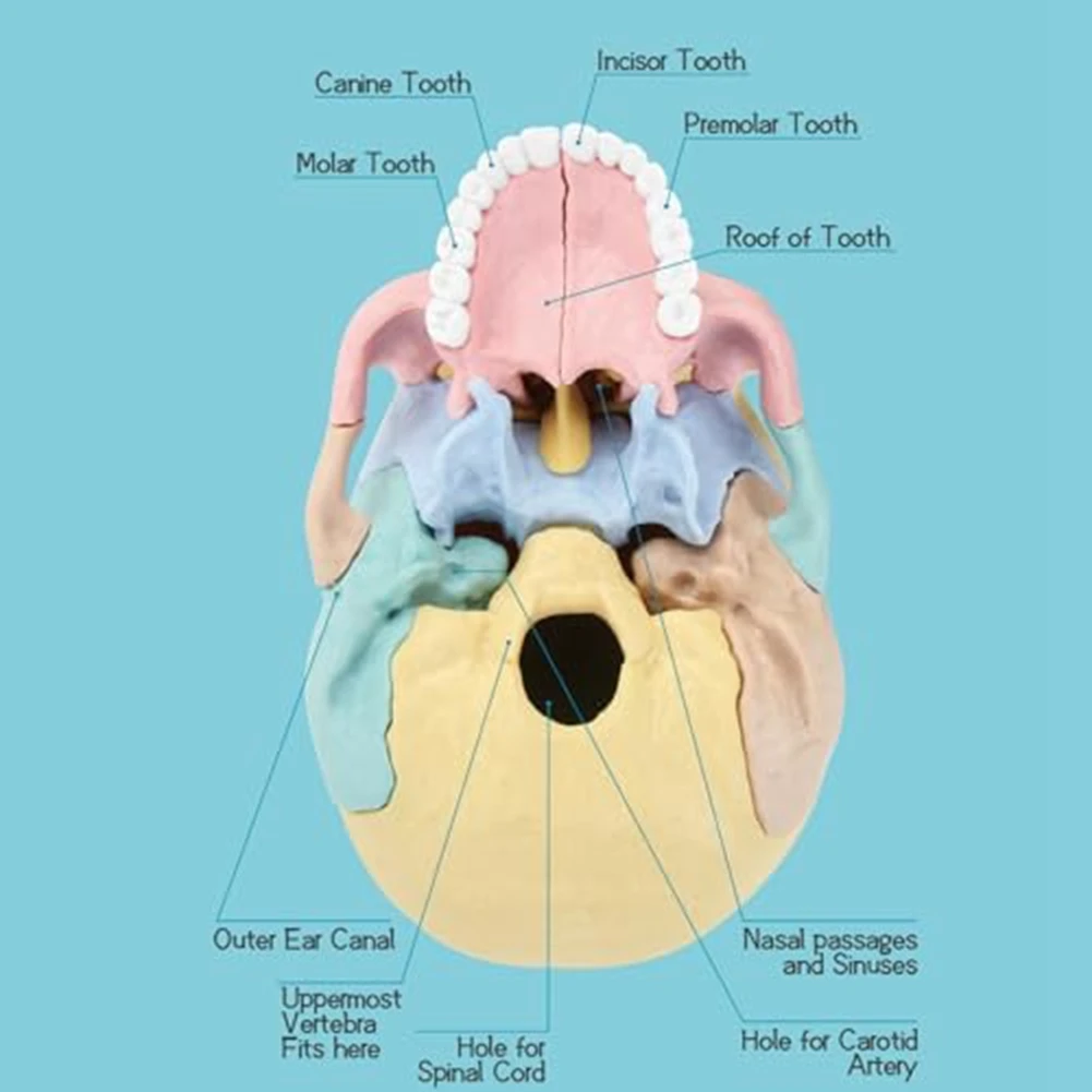 Anatomy Skull Model, Human Anatomy Skull Puzzle, Detachable Mini Human Skull Model, Clinic Teaching Anatomy Skull Model, Human Anatomy Skull Puzzle, Detachable Mini Human Skull Model, Clinic Teaching