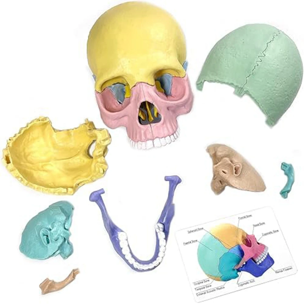 Anatomy Skull Model, Human Anatomy Skull Puzzle, Detachable Mini Human Skull Model, Clinic Teaching Anatomy Skull Model, Human Anatomy Skull Puzzle, Detachable Mini Human Skull Model, Clinic Teaching