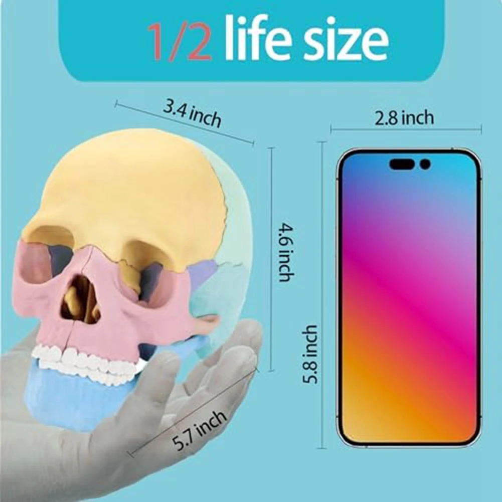 Anatomy Skull Model, Human Anatomy Skull Puzzle, Detachable Mini Human Skull Model, Clinic Teaching Anatomy Skull Model, Human Anatomy Skull Puzzle, Detachable Mini Human Skull Model, Clinic Teaching