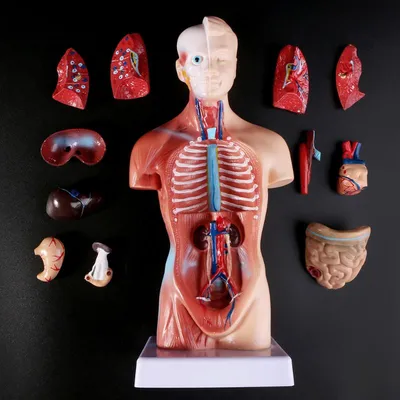 Anatomy Toy Human Torso Model Anatomy Toy Human Torso Model