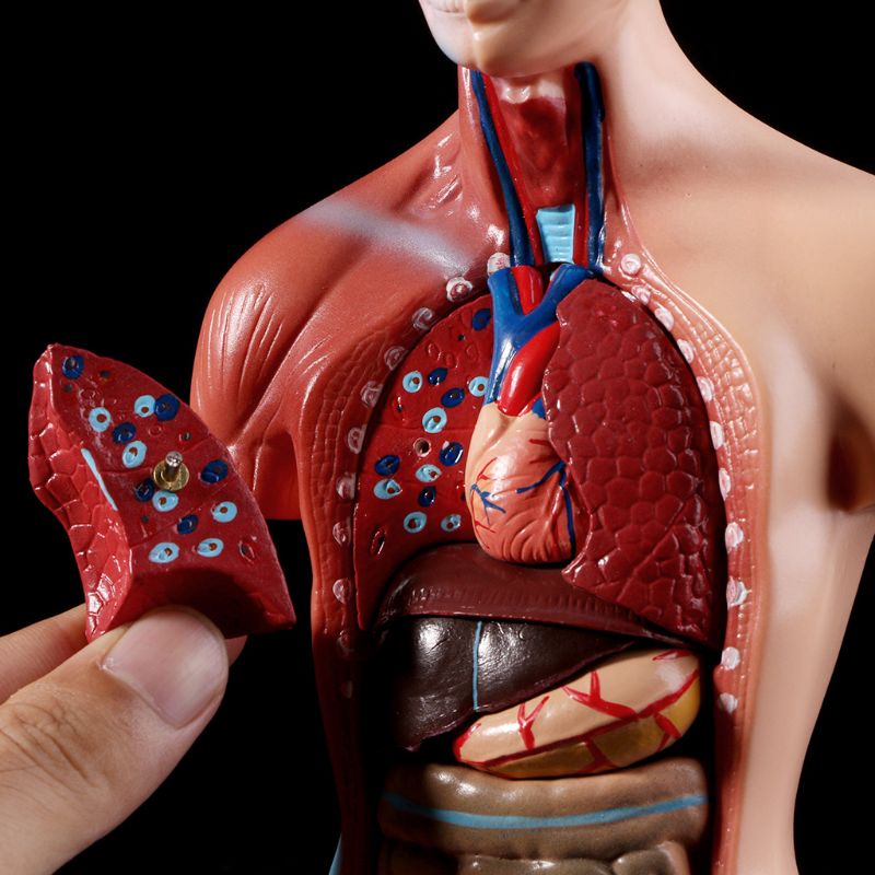 Anatomy Toy Human Torso Model Anatomy Toy Human Torso Model