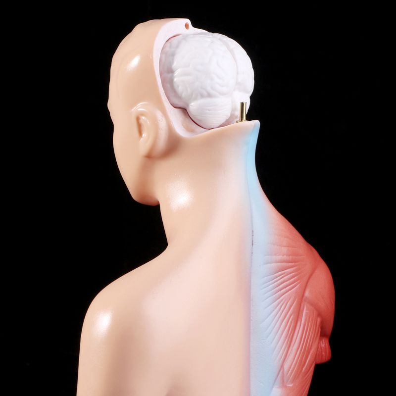 Anatomy Toy Human Torso Model Anatomy Toy Human Torso Model