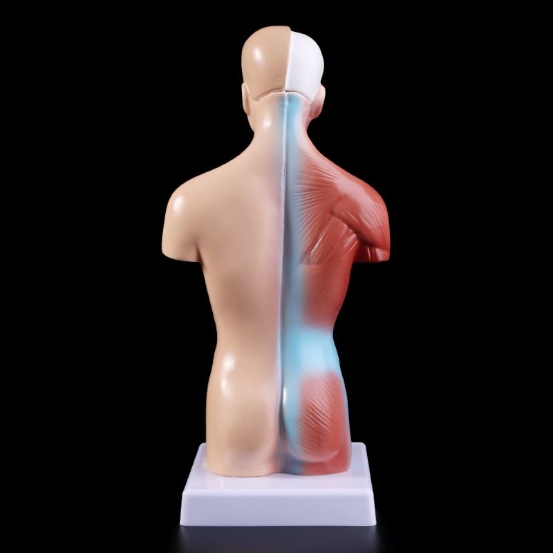 Anatomy Toy Human Torso Model Anatomy Toy Human Torso Model
