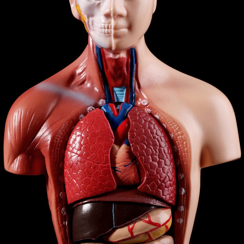 Anatomy Toy Human Torso Model Anatomy Toy Human Torso Model