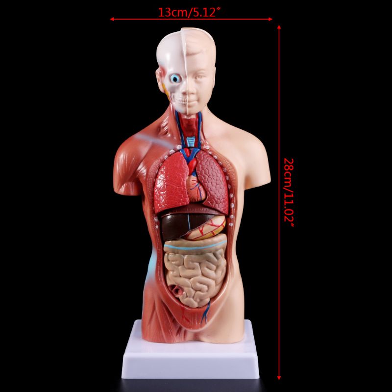 Anatomy Toy Human Torso Model Anatomy Toy Human Torso Model