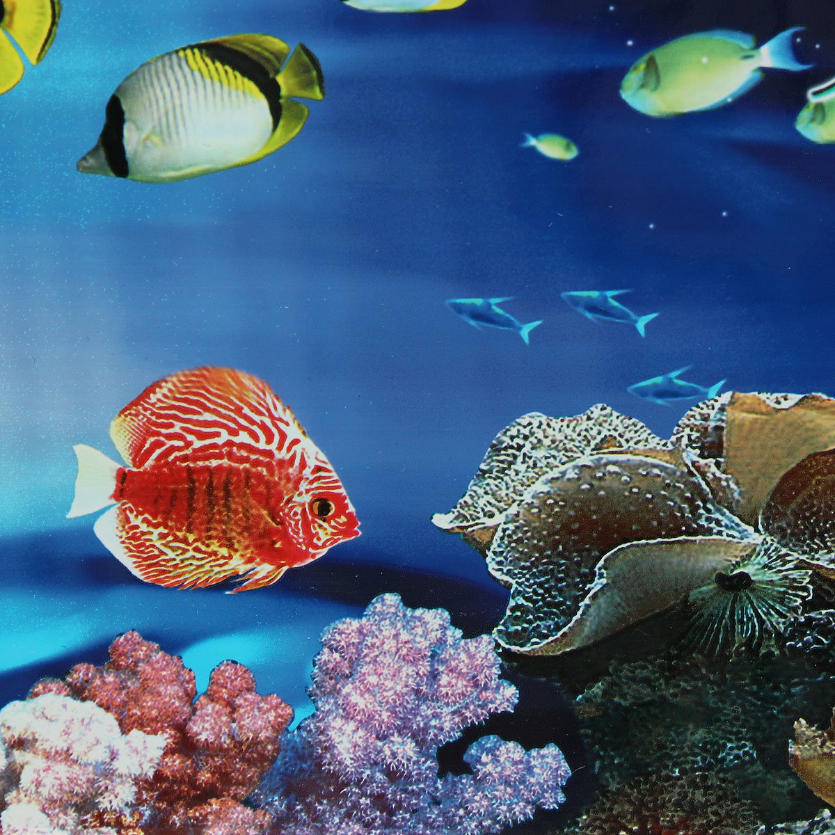 Aquarium Backgrounds Double-Sided Poster Aquarium Backgrounds Double-Sided Poster