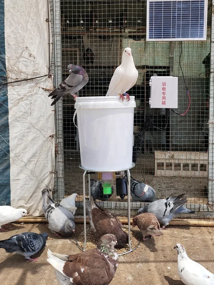 Automatic Chicken Feeder Pigeon Chicken Duck Carrier Pigeon Trough Intellegent Timing Automatic Chicken Feeder Pigeon Automatic Chicken Feeder Pigeon Chicken Duck Carrier Pigeon Trough Intellegent Timing Automatic Chicken Feeder Pigeon