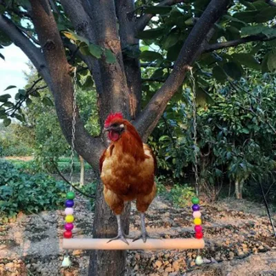 Balance Chicken Swing Balance Chicken Swing