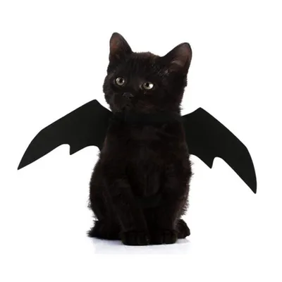 Bat Costume for Cat Pet Halloween Outfit