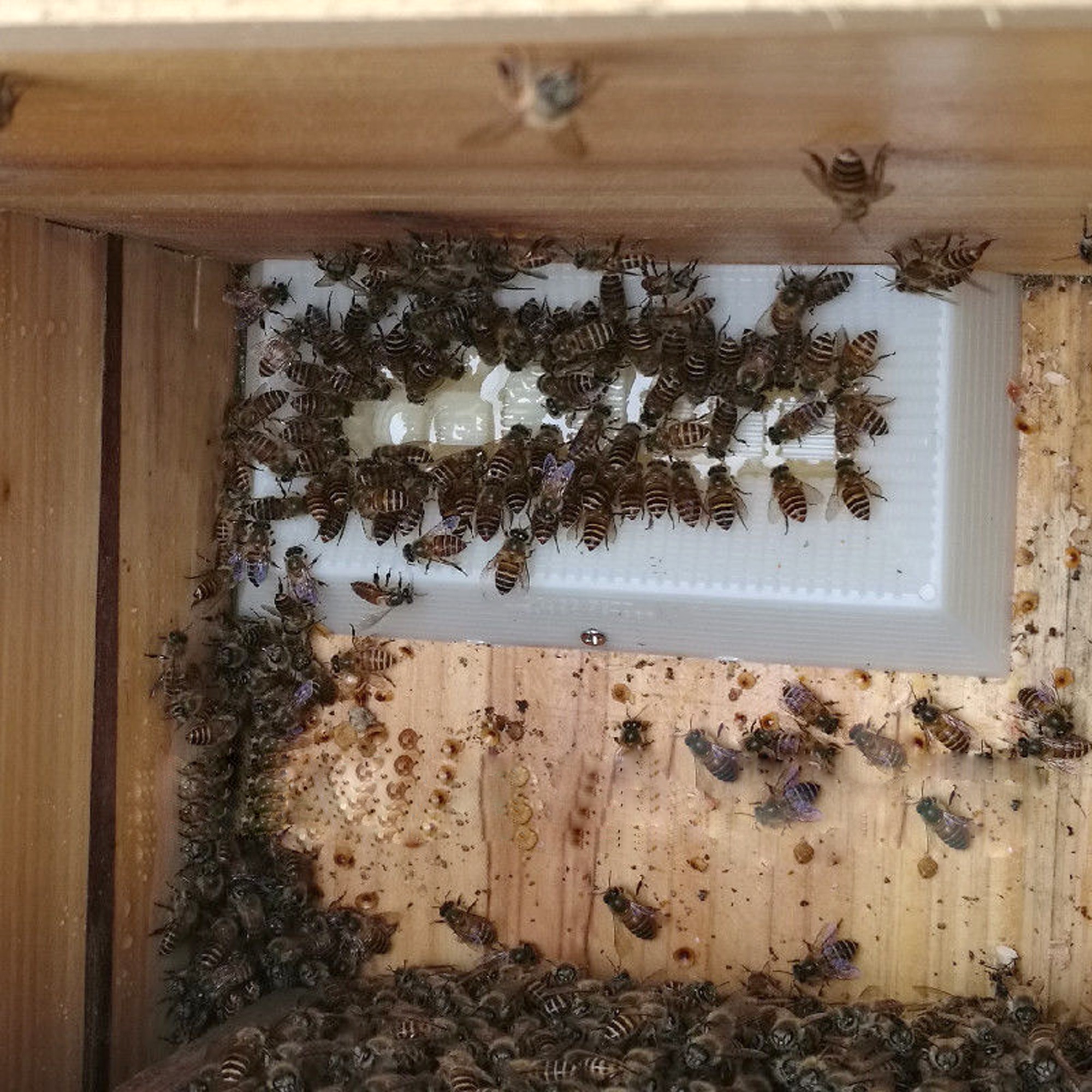 Beekeeping Feeder Feeding Inside Beehive Plastic Honey Sugar Feed Trough Bee Tool Supplies Bee Feeder Beekeeper Tool 1Pc Beekeeping Feeder Feeding Inside Beehive Plastic Honey Sugar Feed Trough Bee Tool Supplies Bee Feeder Beekeeper Tool 1Pc