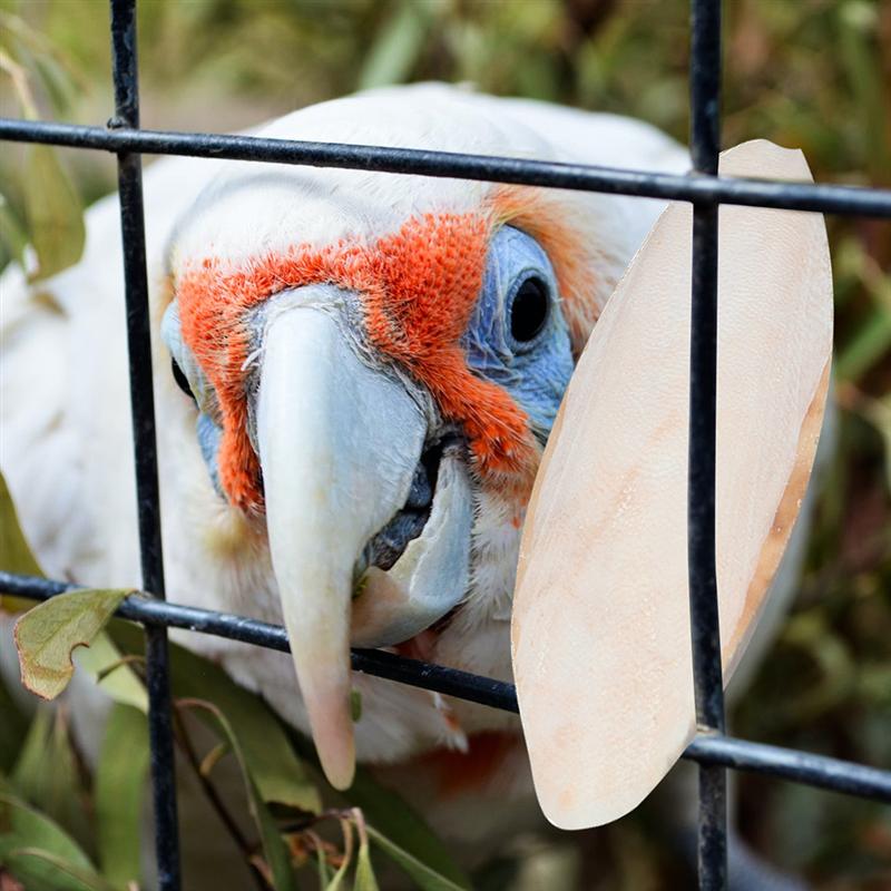 Bird Cuttlebones Chew Toys (10pcs)