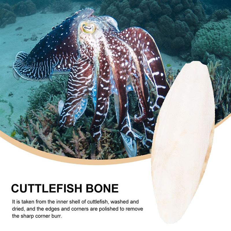 Bird Cuttlebones Chew Toys (10pcs)