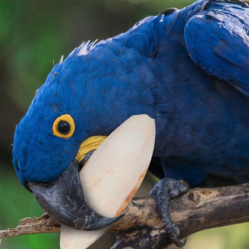 Bird Cuttlebones Chew Toys (10pcs)