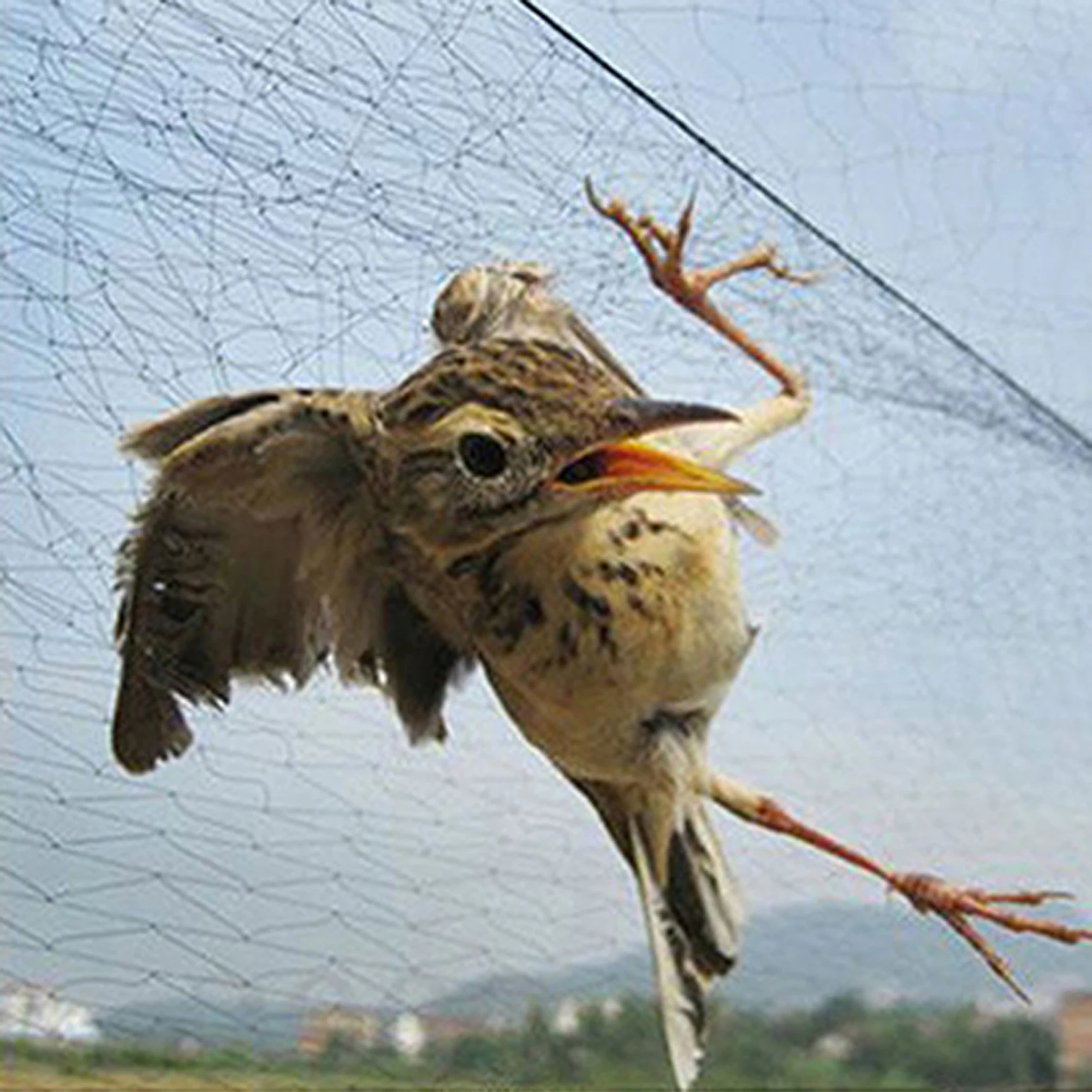 Bird Net Anti Bird Catcher Netting Pond Net Fishing Net Traps Crops Fruit Tree Flower Garden Mesh Pest Control Tool Bird Net Anti Bird Catcher Netting Pond Net Fishing Net Traps Crops Fruit Tree Flower Garden Mesh Pest Control Tool