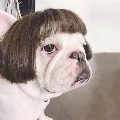 Bob Cut Pug Wig with Bangs