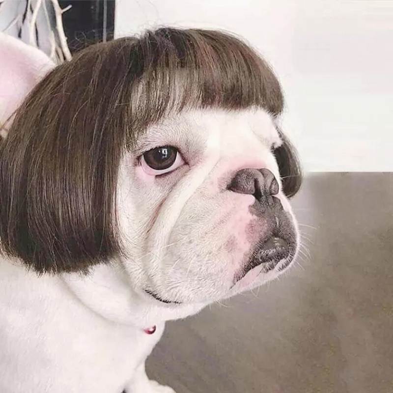 Bob Cut Pug Wig with Bangs
