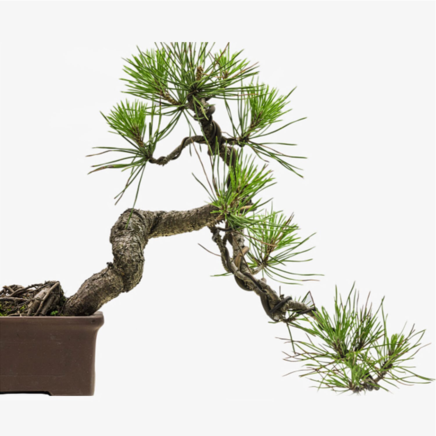 Bonsai Training Wires Garden Tool (6pcs)