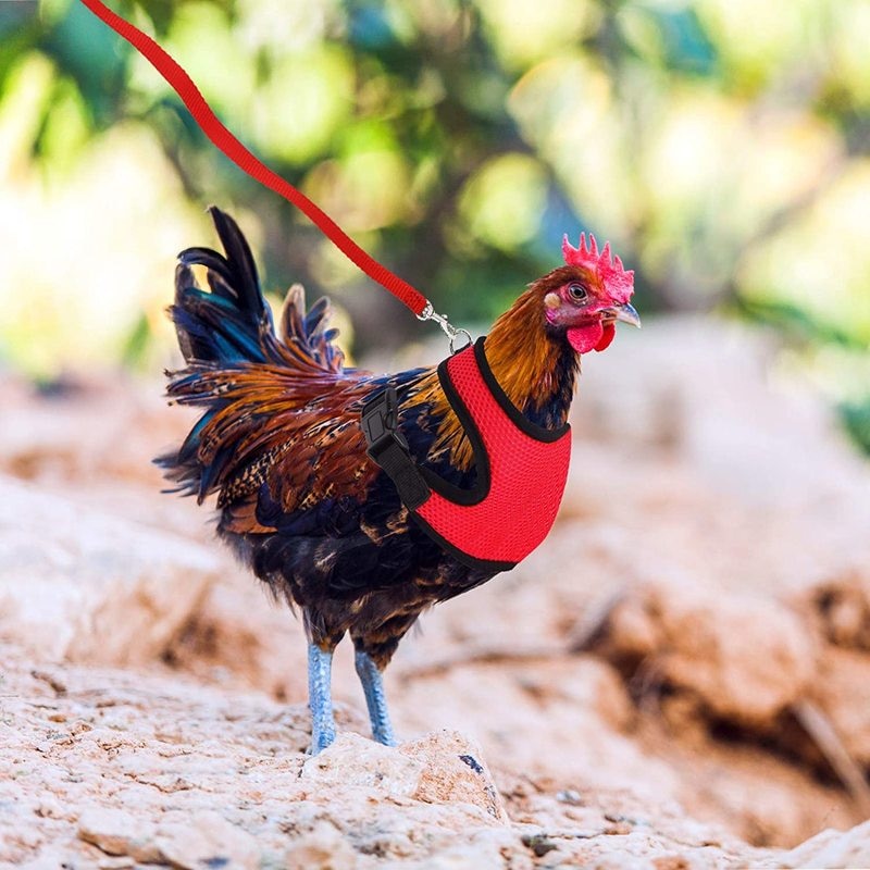 Breathable Chicken Harness and Leash Breathable Chicken Harness and Leash