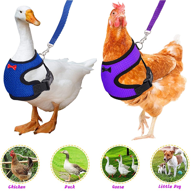 Breathable Chicken Harness and Leash Breathable Chicken Harness and Leash