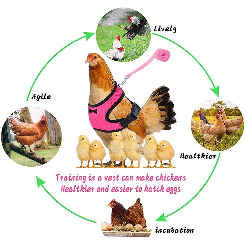 Breathable Chicken Harness and Leash Breathable Chicken Harness and Leash