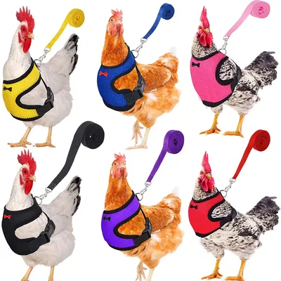 Breathable Chicken Leash and Harness Breathable Chicken Leash and Harness