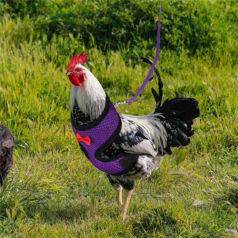 Breathable Chicken Leash and Harness Breathable Chicken Leash and Harness