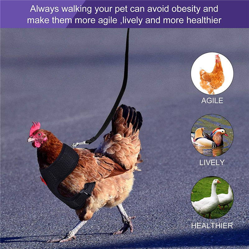 Breathable Chicken Leash and Harness Breathable Chicken Leash and Harness