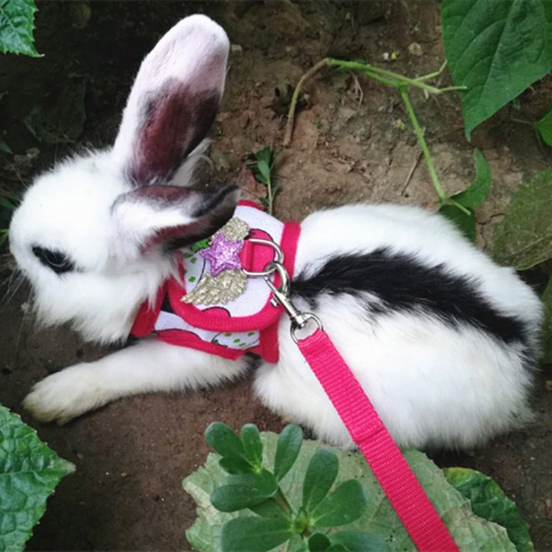 Bunny Harness and Leash Set Bunny Harness and Leash Set