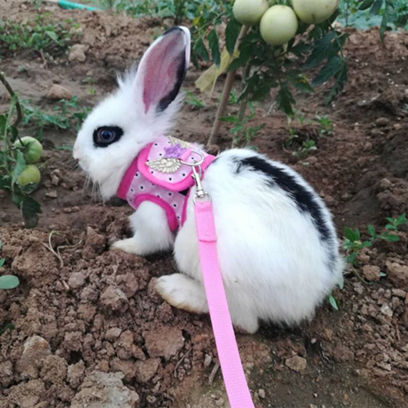 Bunny Harness and Leash Set Bunny Harness and Leash Set