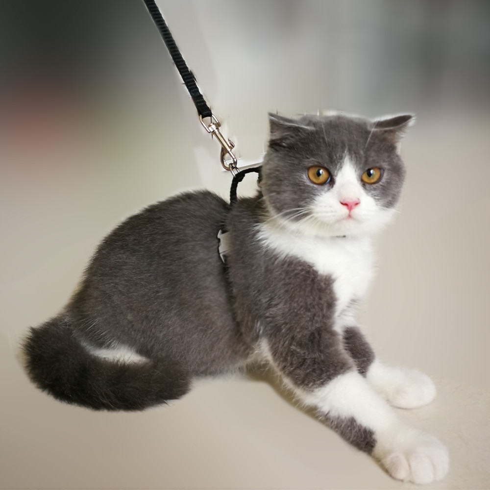 Cat and Dog Harness and Leash Set