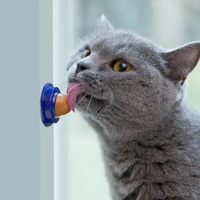 Cat Candy Cat Vitamins Sugar Ball Cat Candy Cat Vitamins Sugar Ball