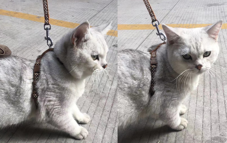 Cat Harness And Leash Set Cat Harness And Leash Set