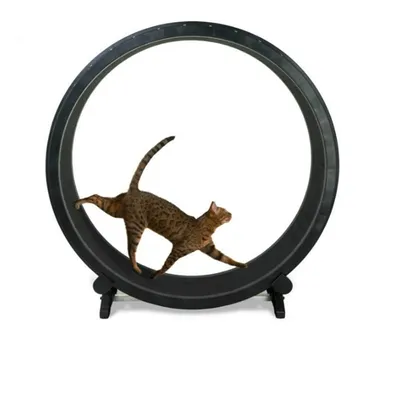 Cat Treadmill Pet Accessory Cat Treadmill Pet Accessory