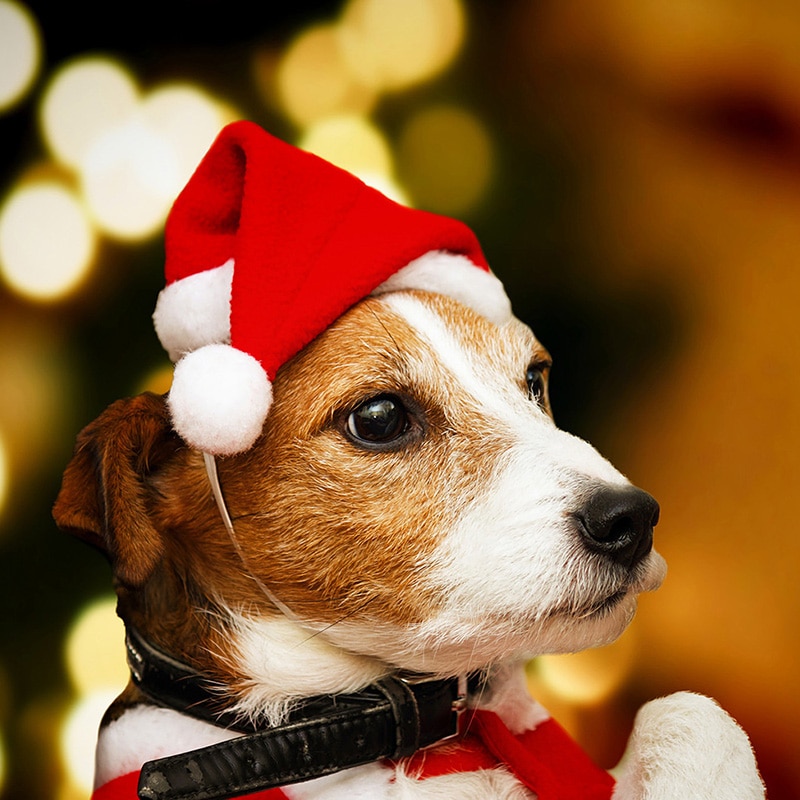 Christmas Santa Hat for Dogs