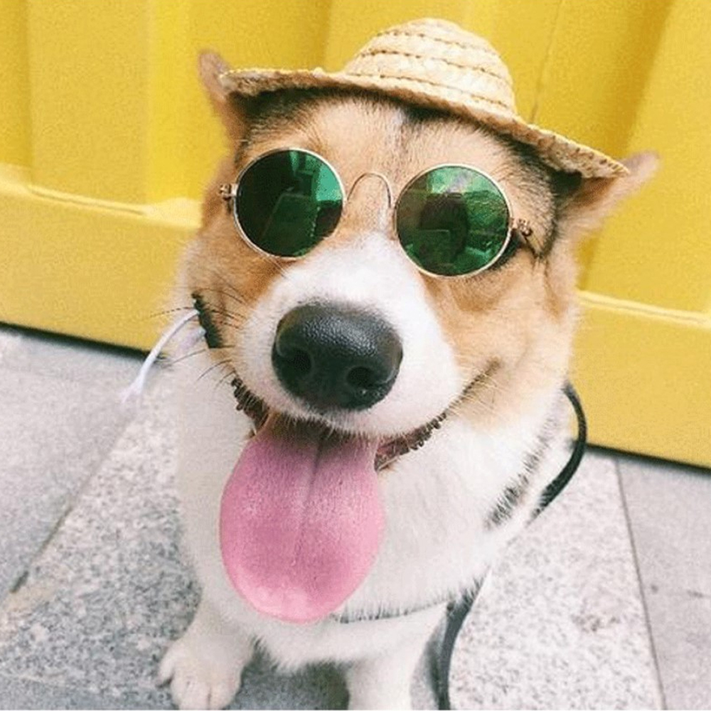 Classic Round Sunglasses for Cats