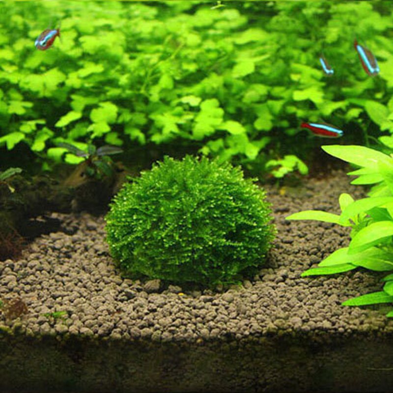 Clear Plastic Aquarium Plant Holder