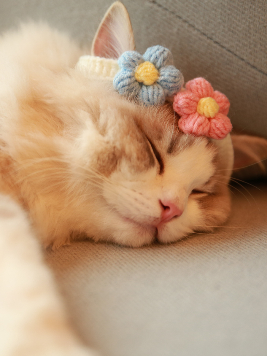 Colorful Crochet Flower Cat Collar