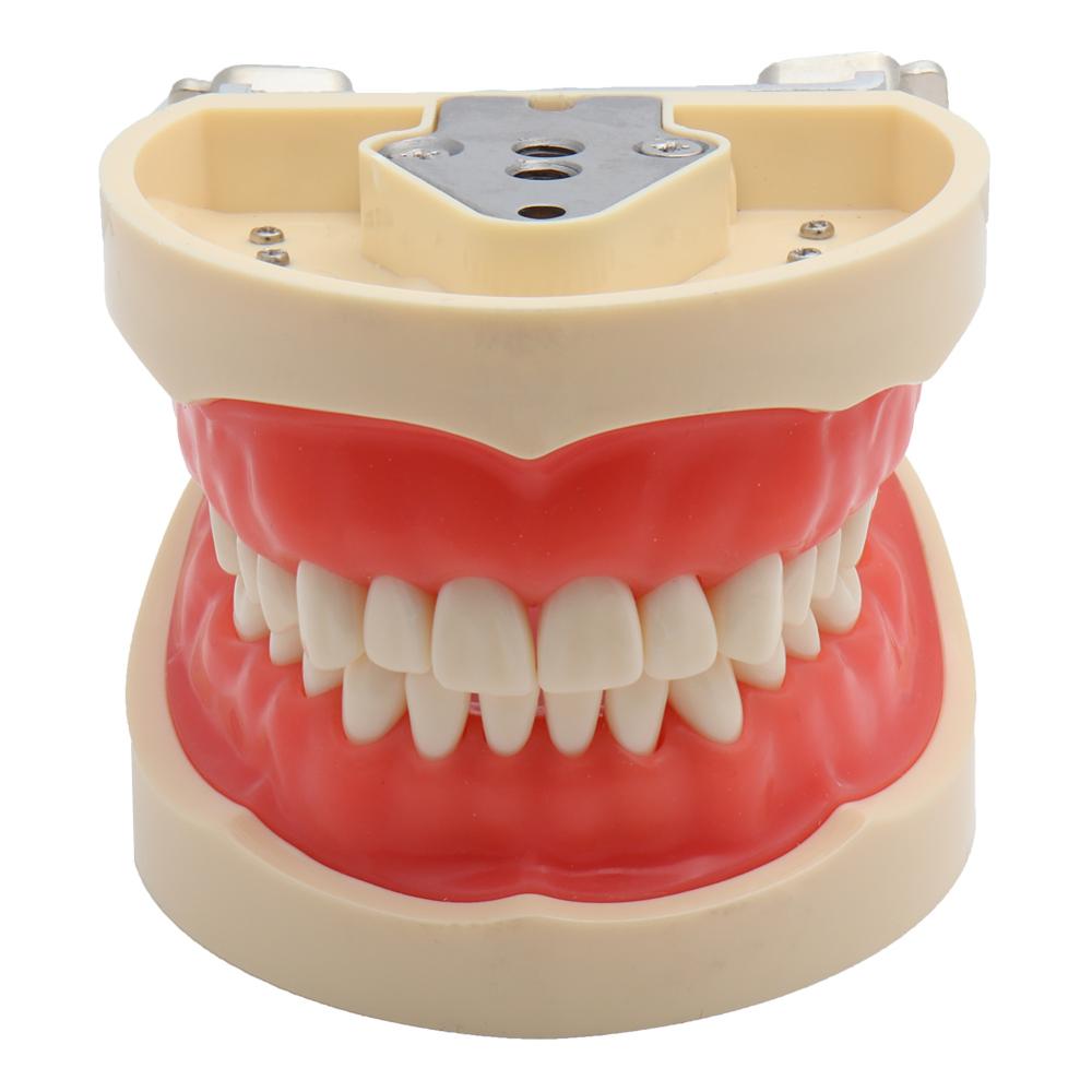 Dental Model Demonstration Tool with Teeth Dental Model Demonstration Tool with Teeth