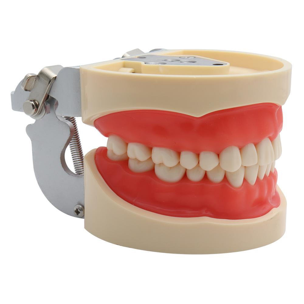 Dental Model Demonstration Tool with Teeth Dental Model Demonstration Tool with Teeth