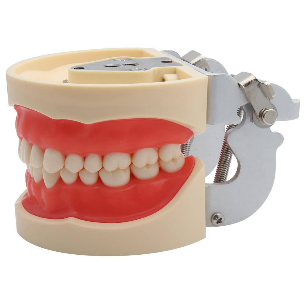 Dental Model Demonstration Tool with Teeth Dental Model Demonstration Tool with Teeth