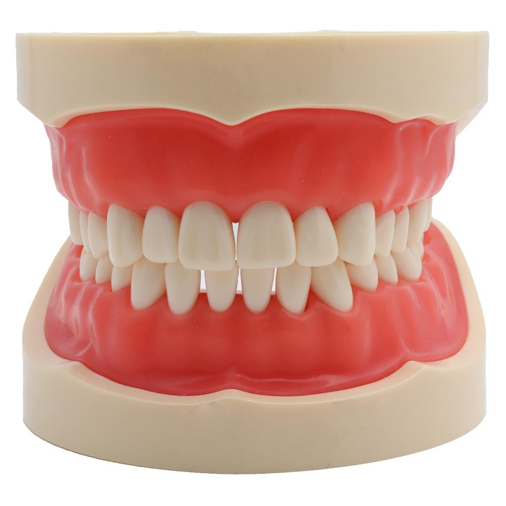 Dental Model Demonstration Tool with Teeth Dental Model Demonstration Tool with Teeth