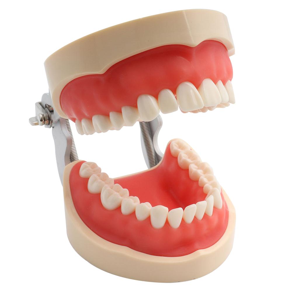 Dental Model Demonstration Tool with Teeth Dental Model Demonstration Tool with Teeth