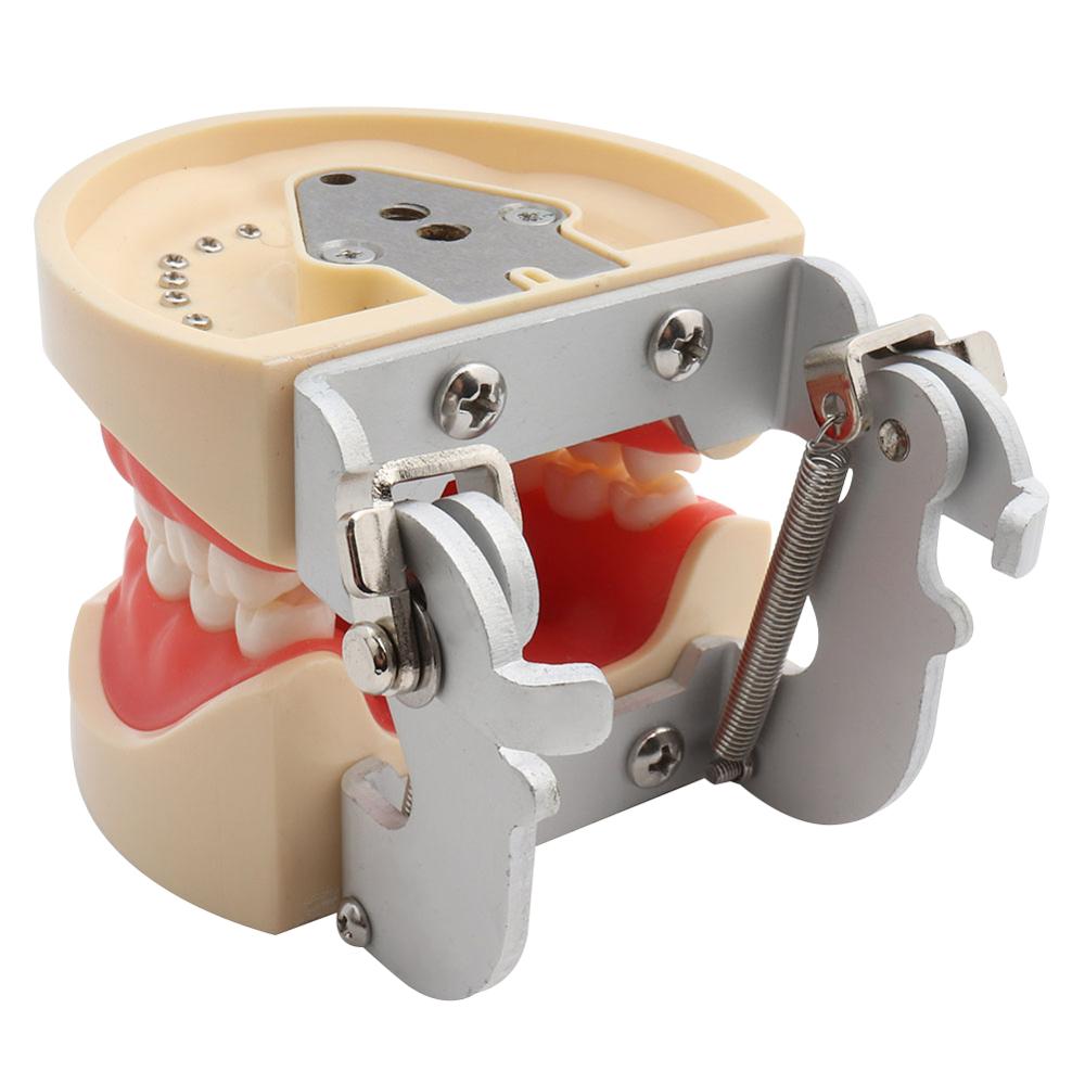 Dental Model Demonstration Tool with Teeth Dental Model Demonstration Tool with Teeth